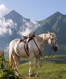 Конная прогулка в Абхазии