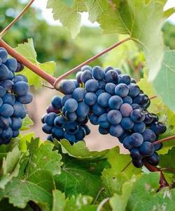 Винный тур по Кубани