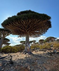 Драконово дерево Сокотры