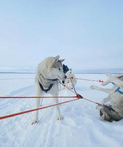 Катание на собачьих упряжках в Карелии