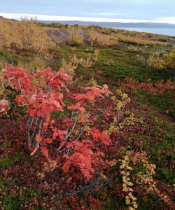 Природа Заполярья