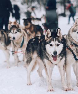 Питомник ездовых собак