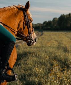 Конная прогулка