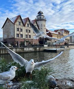 Рыбная Деревня Калининград