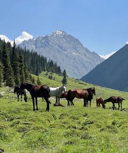Лошади в горах Киргизии