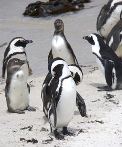 Пингвины в ЮАР