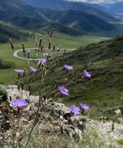 Природа Алтая