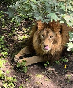 лев в Приморском Сафари-парке