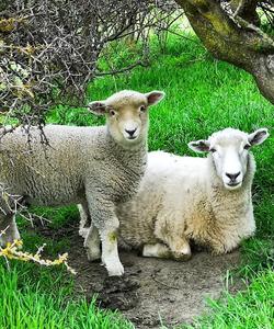 Тур в Новую Зеландию