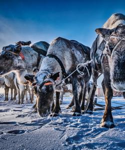 Стойбище кочующих оленеводов, Ямал