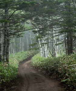 природа Курильских островов