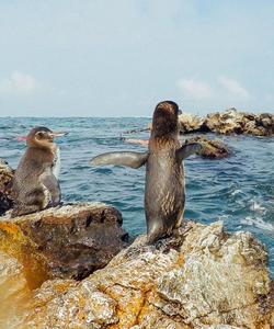 Галапагосы