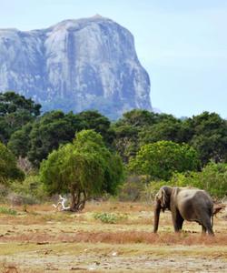 Слоны на Шри-Ланке