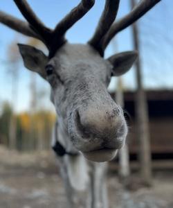 посещение оленьей фермы