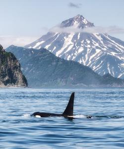 Косатка, Камчатка