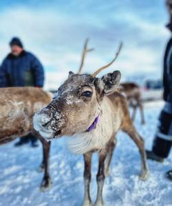 Встреча с оленями