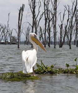 Тур в Кению