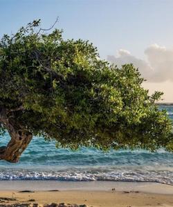 Белые пески Шуаба