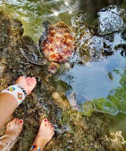 Животный мир