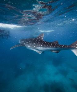 Снорклинг с китовыми акулами на Сумбаве, Индонезия