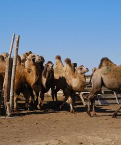 Стоянка ойратов, Калмыкия