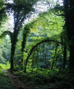 Заповедник Лагодехи 