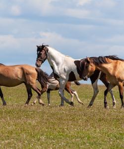 Лошади в степи