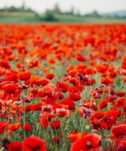 цветение маков в Крыму