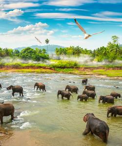 Слоны в Таиланде