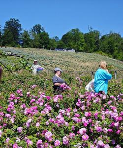 Тур на Красную Поляну