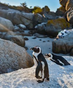 Пингвины в ЮАР