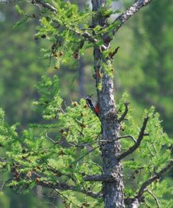Конная прогулка в Башкирии