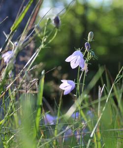 Природа Карелии