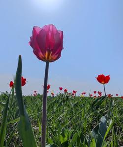 тюльпаны в степном заповеднике «Чёрные земли» 
