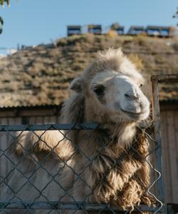 Тур в Дагестан