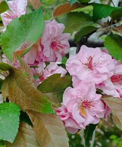 Никитский ботанический сад