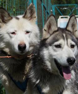 Питомник собак в Карелии