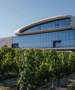 Виноградник