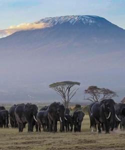 Килиманджаро