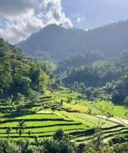 Рисовые террасы