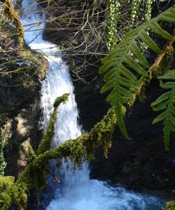 Местная природа