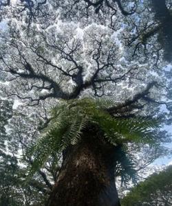 Сказочный лес в Индонезии