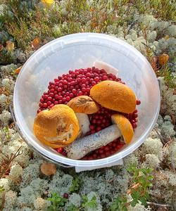 сбор ягод и грибов в Архангельской области