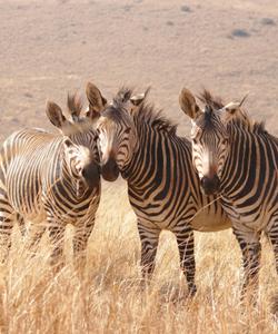 Сафари в Крюгере