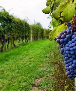 Виноградники Грузии