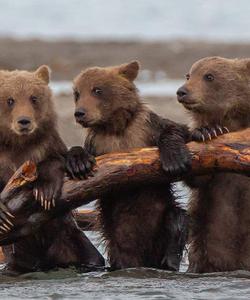 Медведи на Камчатке