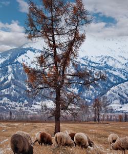 Зимний тур на Алтай