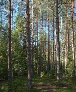 Прогулка в лесу Лемболово