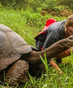 Черепахи в Санта-Крус