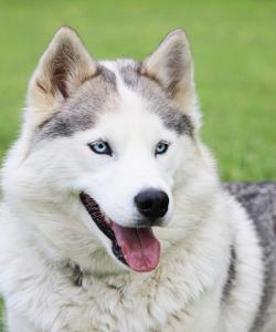 Питомник хаски в Карелии